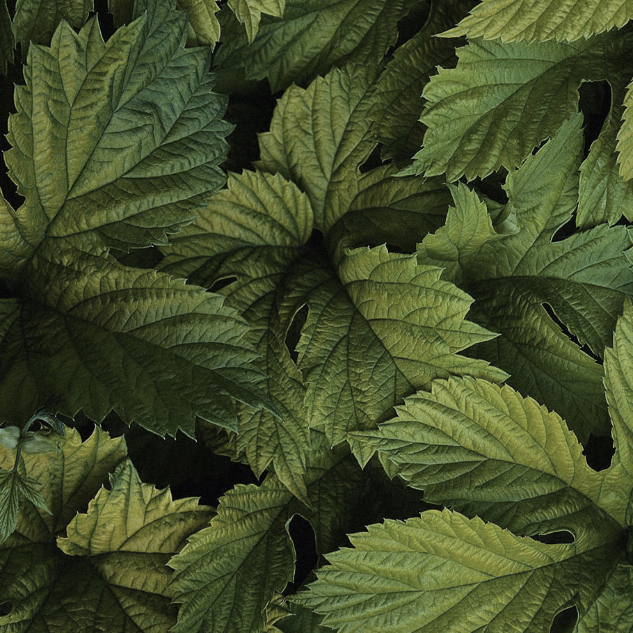 sunntv-norway-branding-logo-design-leaves